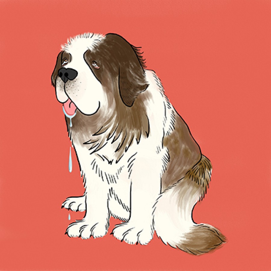 Hundurinn Lubbi