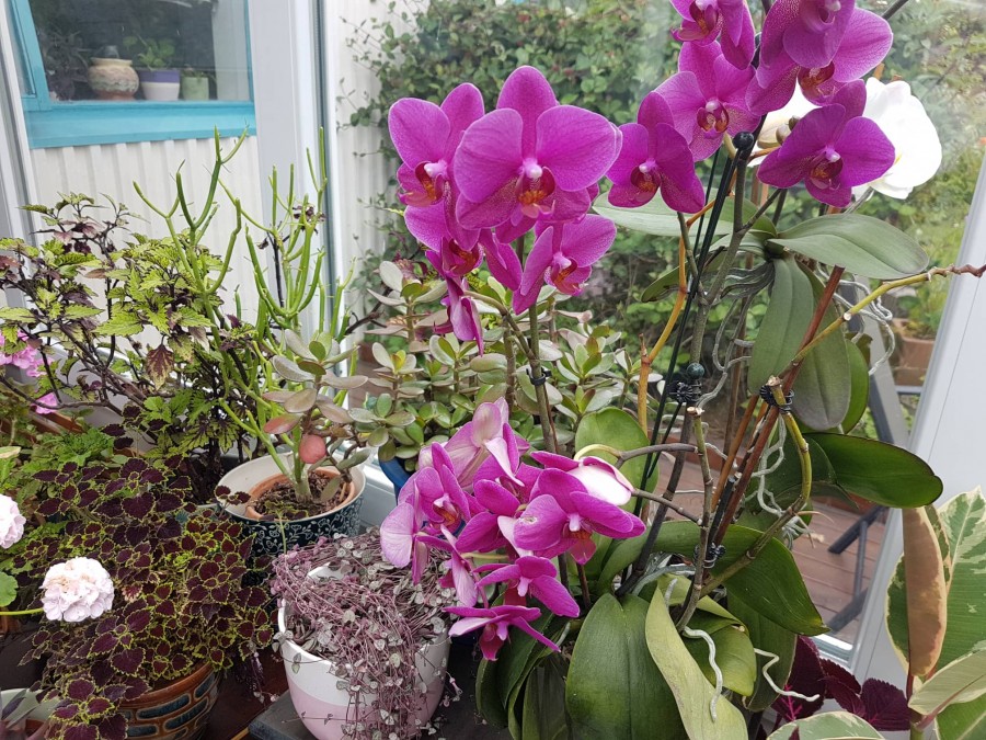 A house without plants feels incomplete Plant swap