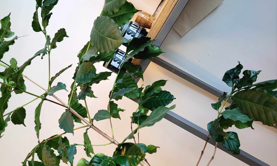 Planta og salt