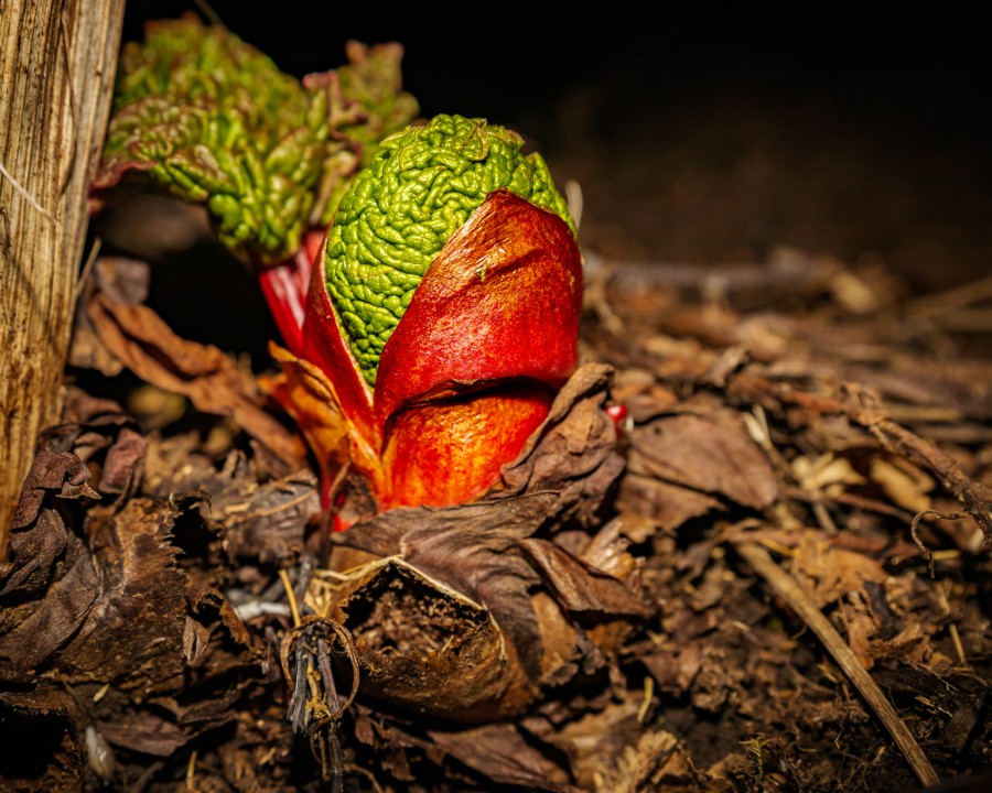 Það smáa, ljósmyndasýning.