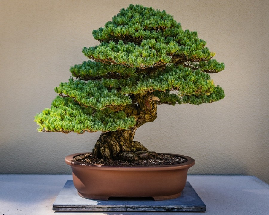 Bonsai tré Vilmundur Hansen segir frá í Lífsstílskaffi í