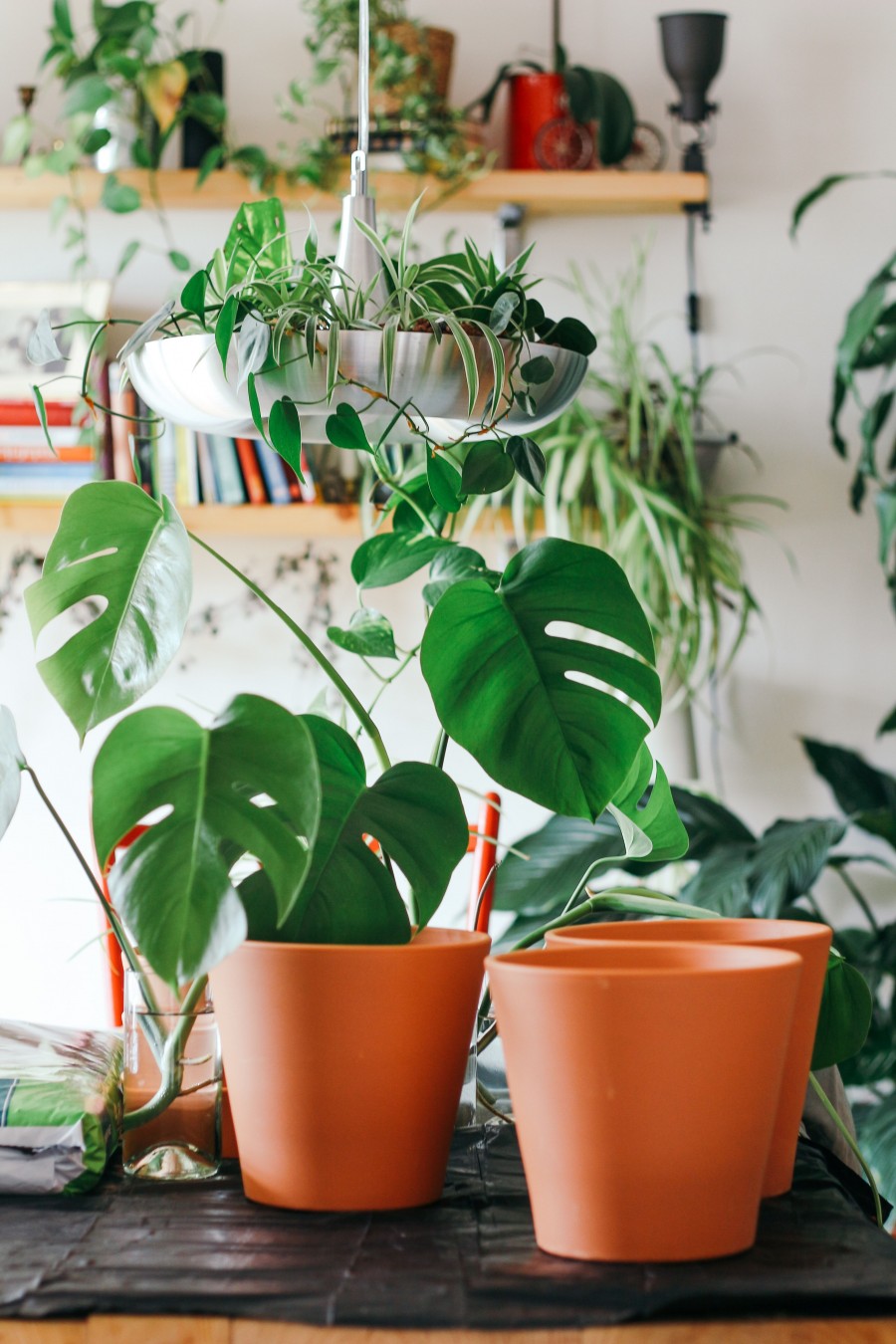 Plant swap 