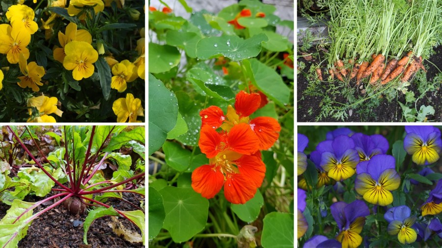 Blóm og kryddjurtir 