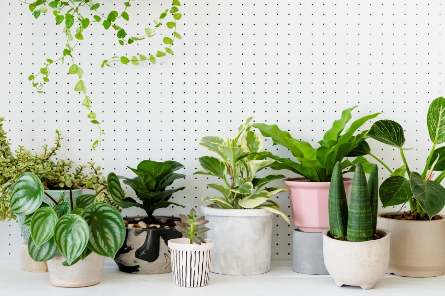 Houseplants 