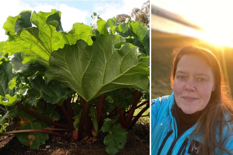 Björk Bjarnadóttir rabbar um rabarbara