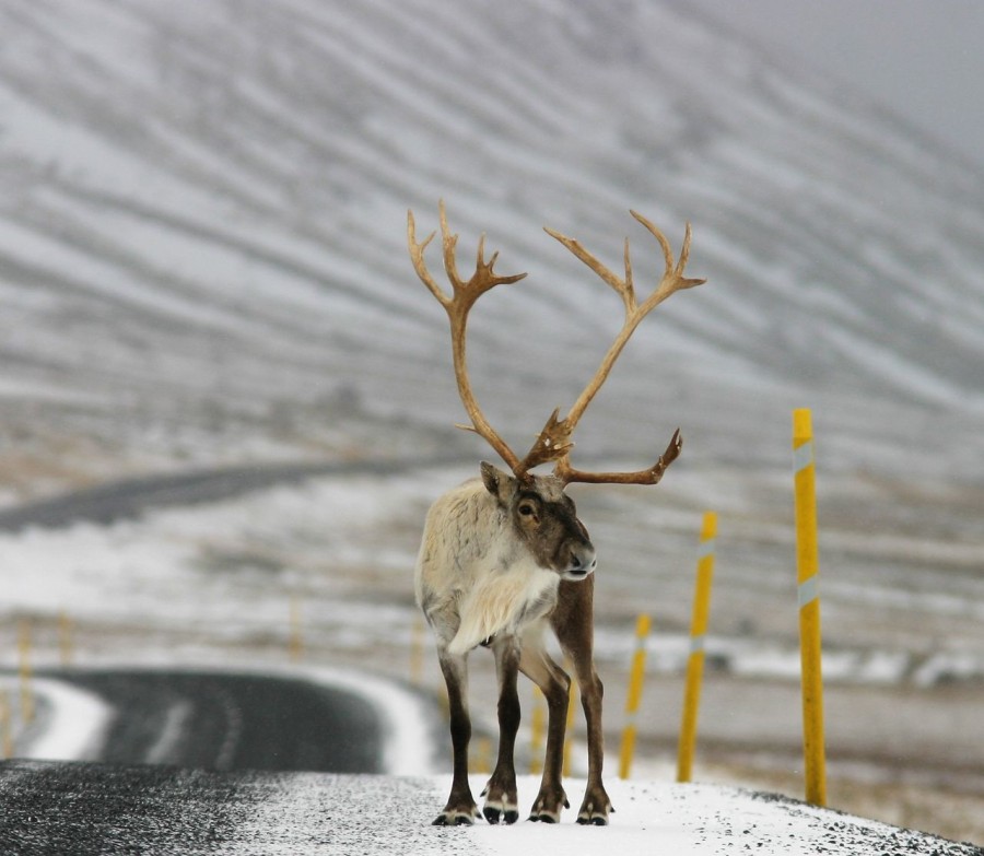 Tarfur á vegi, Skarphéðinn G. Þórisson